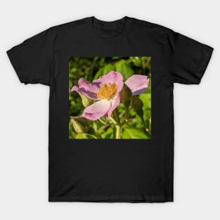 Pink Flower in Field 1 T-Shirt